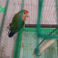 کوتوله برزیلی