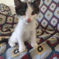 سه عدد بچه گربه ناز