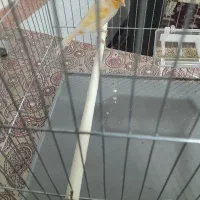 قناری نر پرتغالی