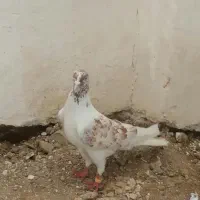 کبوتر