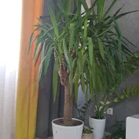 گل یوکا ده ساله