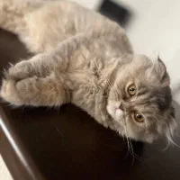 اسکاتیش لانگ هیر واگذاری