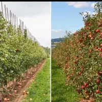 محصول بیشتر،سودبیشتر،درمان ریشه ای قارچ وآفات