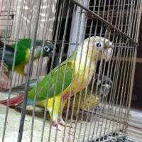 گرینچیک سرلاکی و دونخور. دستی