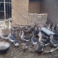 قوغاز اکراینی  نر و ماده اصل