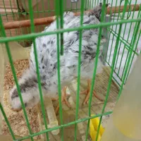 جوجه محلی سه ماهه