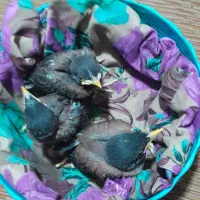 جوجه میناهای نر شاه تخم