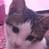 واگذاری گربه