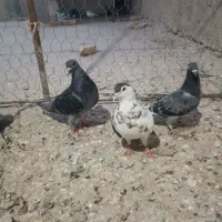 کبوتر|پرنده|زهک, |دیوار