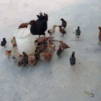 مرغ و جوجه