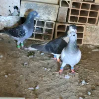 ۳تا کفتر ،کبوتر،بیجا