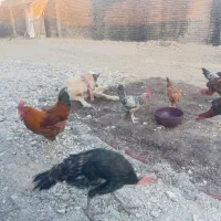 خروس و مرغ