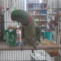 شاه طوطی کلامدار