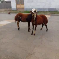 دوعدد بره بروجردی ماده داشتی