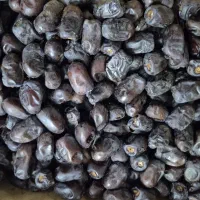 فروش خرمای مضافتی
