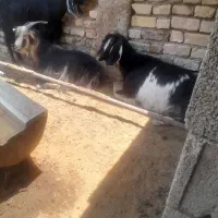 بز و چبش فروش