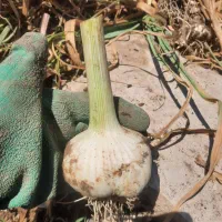 سیر مجلسی ودرجه یک