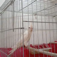 عروس هلندی نروماده