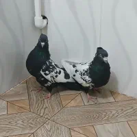 سینه|پرنده|اسفراین, |دیوار