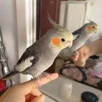 عروس هلندی نر اهلی