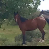 اسب 2 سال