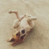 توله سگ ماده