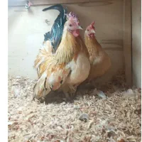 مرغ و خروس جاپنیز