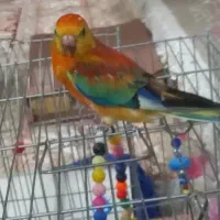 اوازه خوان نر