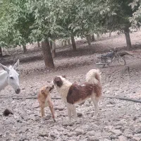 سگ گله  درشت  خوشتیپ