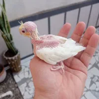 جوجه عروس هلندی