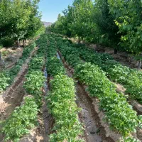 فروش زمین و باغ کشاورزی