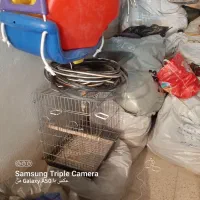 قفس برای عروس هلندی و ...