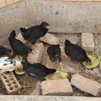 جوجه گلین