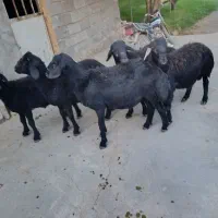 بره قوچ قره قزل
