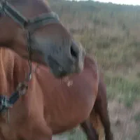 اسب مادیان،3ساله،