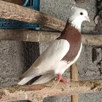 طوقی|پرنده|رشت, آتشگاه|دیوار