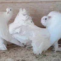 کبوتر دم چتری آمریکایی