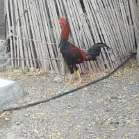 123|حیوانات مزرعه|منوجان, |دیوار