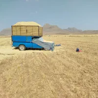 کاه کندم جوینجه
