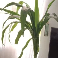 گل وگیاه.|گل و گیاه طبیعی|خلخال, |دیوار