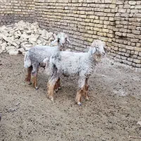 میش شیشک بره ریز نر بومی