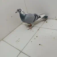 کفتر  کبوتر