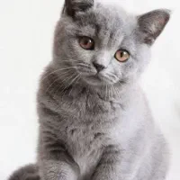 گربه بریتیش نر و ماده