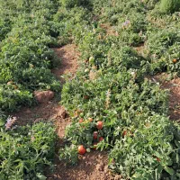 گوجه|خوردنی و آشامیدنی|اسدآباد, |دیوار