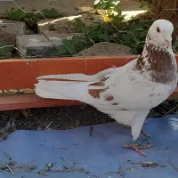 کبوتر