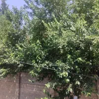 اجاره خانه ویلایی