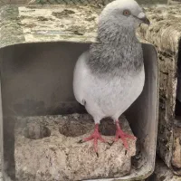 کفتر نر قلدر