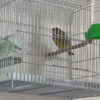 سهره سبز ملی