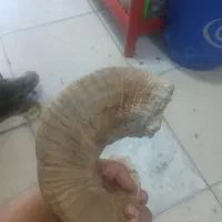 شاخ