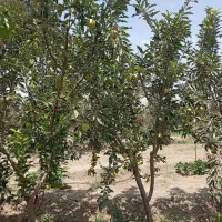 275-متر-باغ-و-باغچه-در-باباسلمان-قدس-شهریار